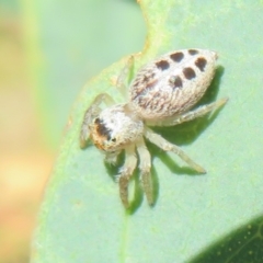 Opisthoncus sexmaculatus at Cotter River, ACT - 11 Feb 2021