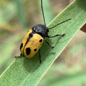 Cadmus (Cadmus) litigiosus at Murrumbateman, NSW - 12 Feb 2021