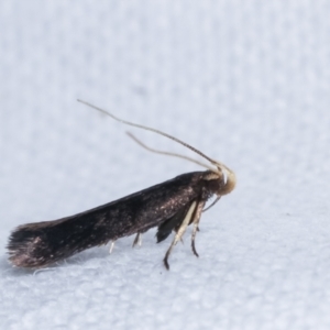 Cosmopterigidae (family) at Melba, ACT - 10 Feb 2021