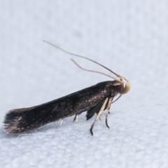 Cosmopterigidae (family) at Melba, ACT - 10 Feb 2021