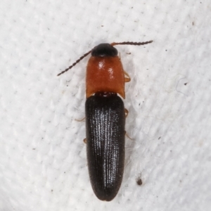 Elateridae sp. (family) at Melba, ACT - 10 Feb 2021 10:21 PM