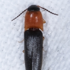 Elateridae sp. (family) at Melba, ACT - 10 Feb 2021