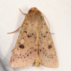 Heliothis punctifera (Lesser Budworm) at Melba, ACT - 10 Feb 2021 by kasiaaus