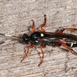 Ichneumon promissorius at Melba, ACT - 10 Feb 2021 10:37 PM