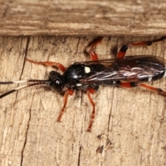 Ichneumon promissorius at Melba, ACT - 10 Feb 2021 10:37 PM