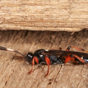 Ichneumon promissorius at Melba, ACT - 10 Feb 2021 10:37 PM