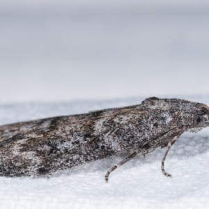 Heteromicta pachytera at Melba, ACT - 10 Feb 2021 10:39 PM