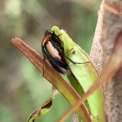 Macrosiagon sp. (genus) at Murrumbateman, NSW - 12 Feb 2021