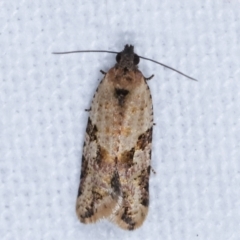Clarana clarana (A Tortricid moth) at Melba, ACT - 10 Feb 2021 by kasiaaus