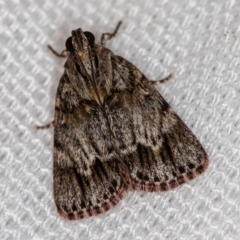 Spectrotrota fimbrialis (A Pyralid moth) at Melba, ACT - 8 Feb 2021 by Bron