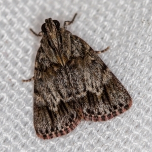 Spectrotrota fimbrialis at Melba, ACT - 8 Feb 2021 11:54 AM