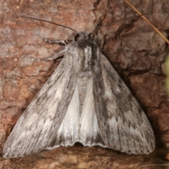 Capusa senilis (Black-banded Wedge-moth) at Melba, ACT - 10 Feb 2021 by kasiaaus
