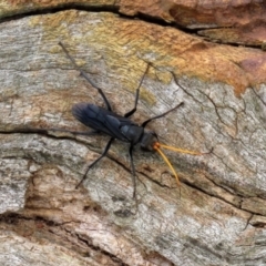 Pompilidae (family) at Fyshwick, ACT - 12 Feb 2021 11:02 AM