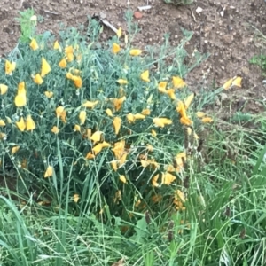 Eschscholzia californica at Garran, ACT - 12 Feb 2021 07:38 PM