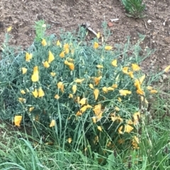 Eschscholzia californica at Garran, ACT - 12 Feb 2021 07:38 PM