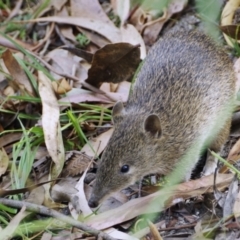 Isoodon obesulus obesulus (Southern Brown Bandicoot) at Paddys River, ACT - 17 Feb 2019 by regeraghty