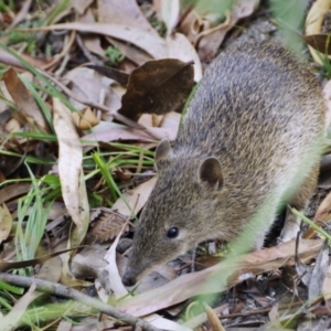 Isoodon obesulus obesulus at Paddys River, ACT - 17 Feb 2019