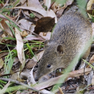Isoodon obesulus obesulus (Southern Brown Bandicoot) at Paddys River, ACT - 17 Feb 2019 by regeraghty