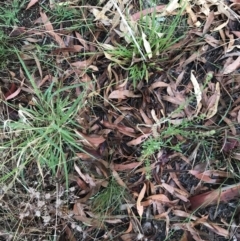 Lepidium africanum (Common Peppercress) at Garran, ACT - 12 Feb 2021 by Tapirlord