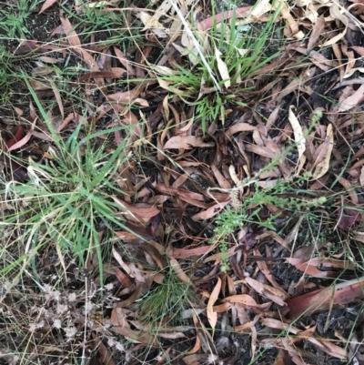 Lepidium africanum (Common Peppercress) at Garran, ACT - 12 Feb 2021 by Tapirlord