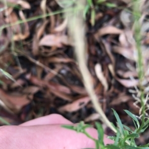 Lepidium africanum at Garran, ACT - 12 Feb 2021