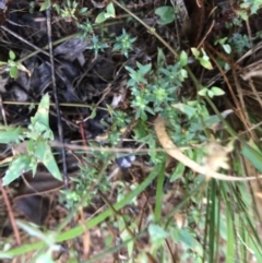 Paronychia brasiliana at Garran, ACT - 12 Feb 2021