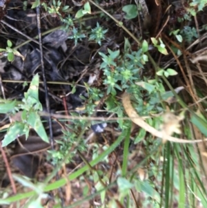 Paronychia brasiliana at Garran, ACT - 12 Feb 2021