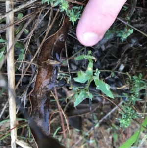 Paronychia brasiliana at Garran, ACT - 12 Feb 2021