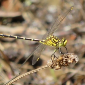 Austrogomphus guerini at Cotter River, ACT - 11 Feb 2021