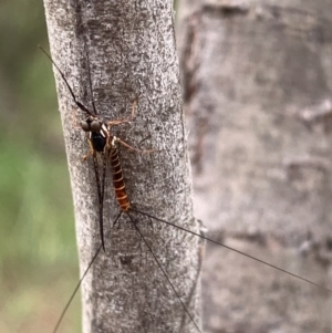 Ephemeroptera (order) at Murrumbateman, NSW - 12 Feb 2021 11:53 AM