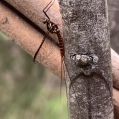 Ephemeroptera (order) at Murrumbateman, NSW - 12 Feb 2021 11:53 AM