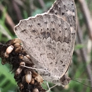 Junonia villida at Garran, ACT - 12 Feb 2021 07:58 PM