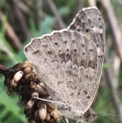 Junonia villida at Garran, ACT - 12 Feb 2021 07:58 PM