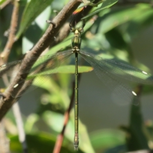 Synlestes weyersii tillyardi at Cotter River, ACT - 11 Feb 2021