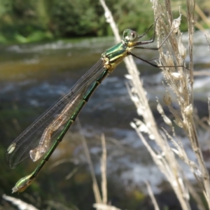 Synlestes weyersii tillyardi at Cotter River, ACT - 11 Feb 2021