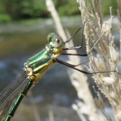 Synlestes weyersii tillyardi at Cotter River, ACT - 11 Feb 2021