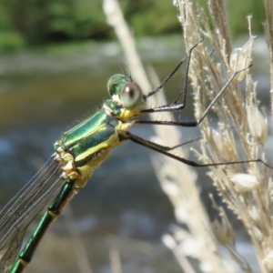 Synlestes weyersii tillyardi at Cotter River, ACT - 11 Feb 2021