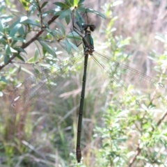 Synlestes weyersii tillyardi at Cotter River, ACT - 11 Feb 2021 03:27 PM