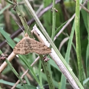 Scopula rubraria at Garran, ACT - 12 Feb 2021