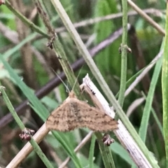 Scopula rubraria at Garran, ACT - 12 Feb 2021