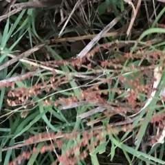 Rumex acetosella (Sheep Sorrel) at Garran, ACT - 12 Feb 2021 by Tapirlord