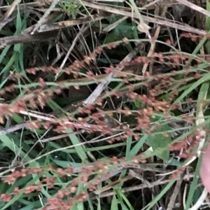 Rumex acetosella at Garran, ACT - 12 Feb 2021