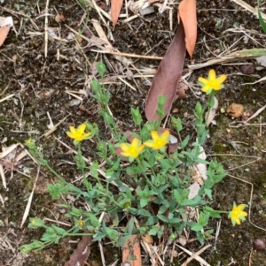 Hypericum gramineum at Murrumbateman, NSW - 12 Feb 2021 11:56 AM