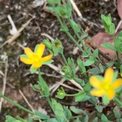 Hypericum gramineum at Murrumbateman, NSW - 12 Feb 2021