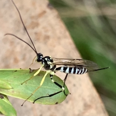 Sericopimpla sp. (genus) (Case Moth Larvae Parasite Wasp) at Murrumbateman, NSW - 9 Feb 2021 by SimoneC