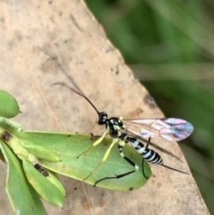 Sericopimpla sp. (genus) at Murrumbateman, NSW - 9 Feb 2021