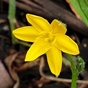 Hypoxis hygrometrica var. villosisepala at Cook, ACT - 8 Feb 2021 10:15 AM