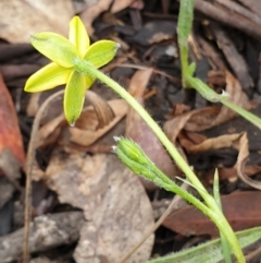 Hypoxis hygrometrica var. villosisepala at Cook, ACT - 8 Feb 2021 10:15 AM