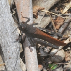 Cirphula pyrrhocnemis (Variable Cirphula) at Kosciuszko National Park, NSW - 7 Feb 2021 by Harrisi