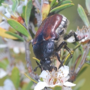 Bisallardiana gymnopleura at Nimmo, NSW - 7 Feb 2021